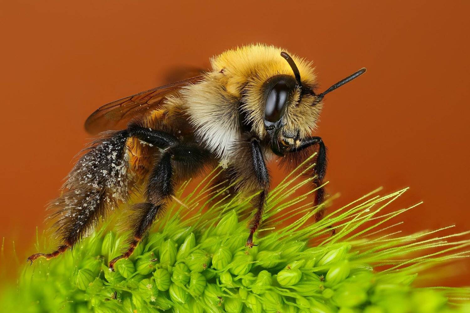 шмель макро лист зеленый коричневый насекомое животное, Андрей Шаповалов