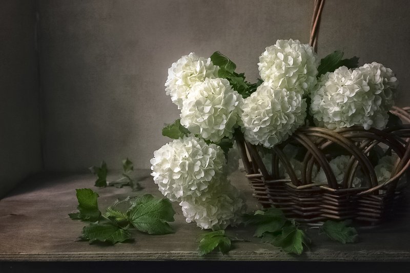 натюрморт, бульдонеж, корзина, белые цветы, весна Весной. фото превью