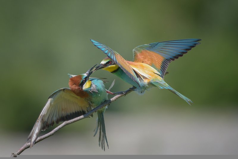 фото превью