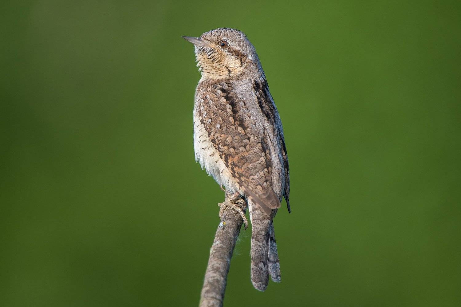 , Сумников Алексей