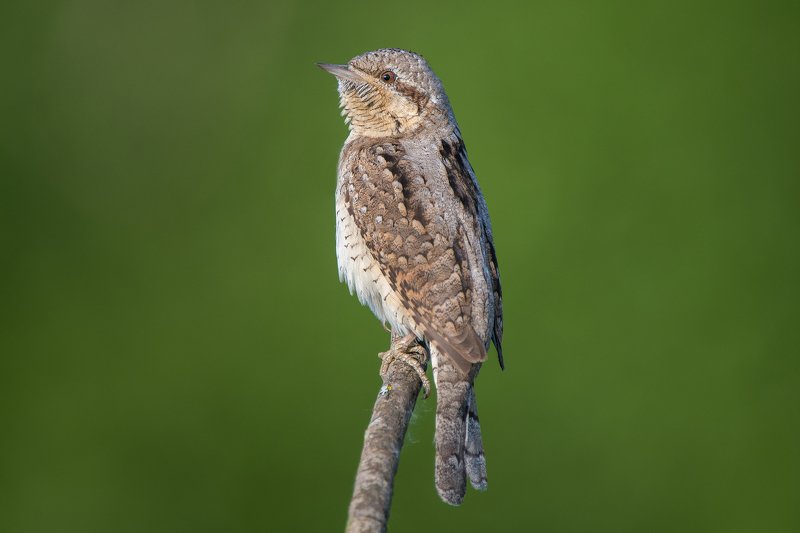 Вертишейка фото превью