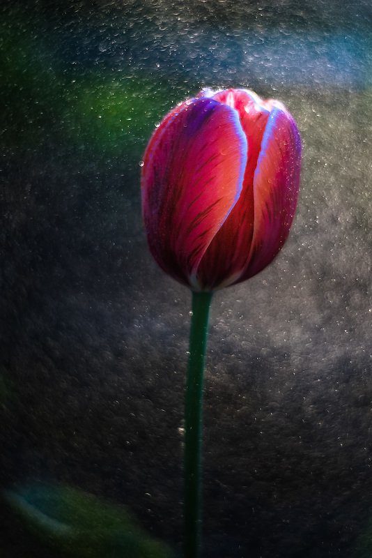 цветы, тюльпан, весна, primoplan58, макро, боке, флора Цветочек аленький. фото превью