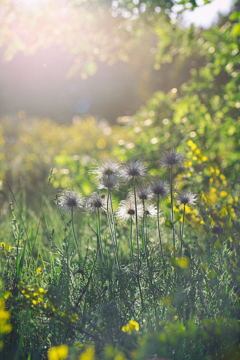свет,листья,трава,дерево,блик,цветок, Юрий Котов