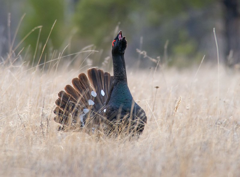 Каменный глухарь фото превью