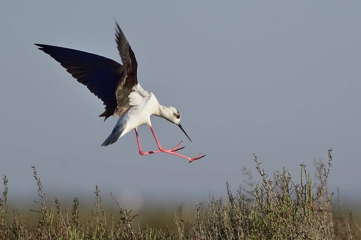 птицы birds, Jaroslav Mego