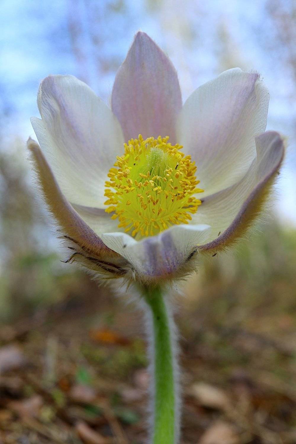 pulsatilla, vernalis, прострел, весенний, Александр Зорин
