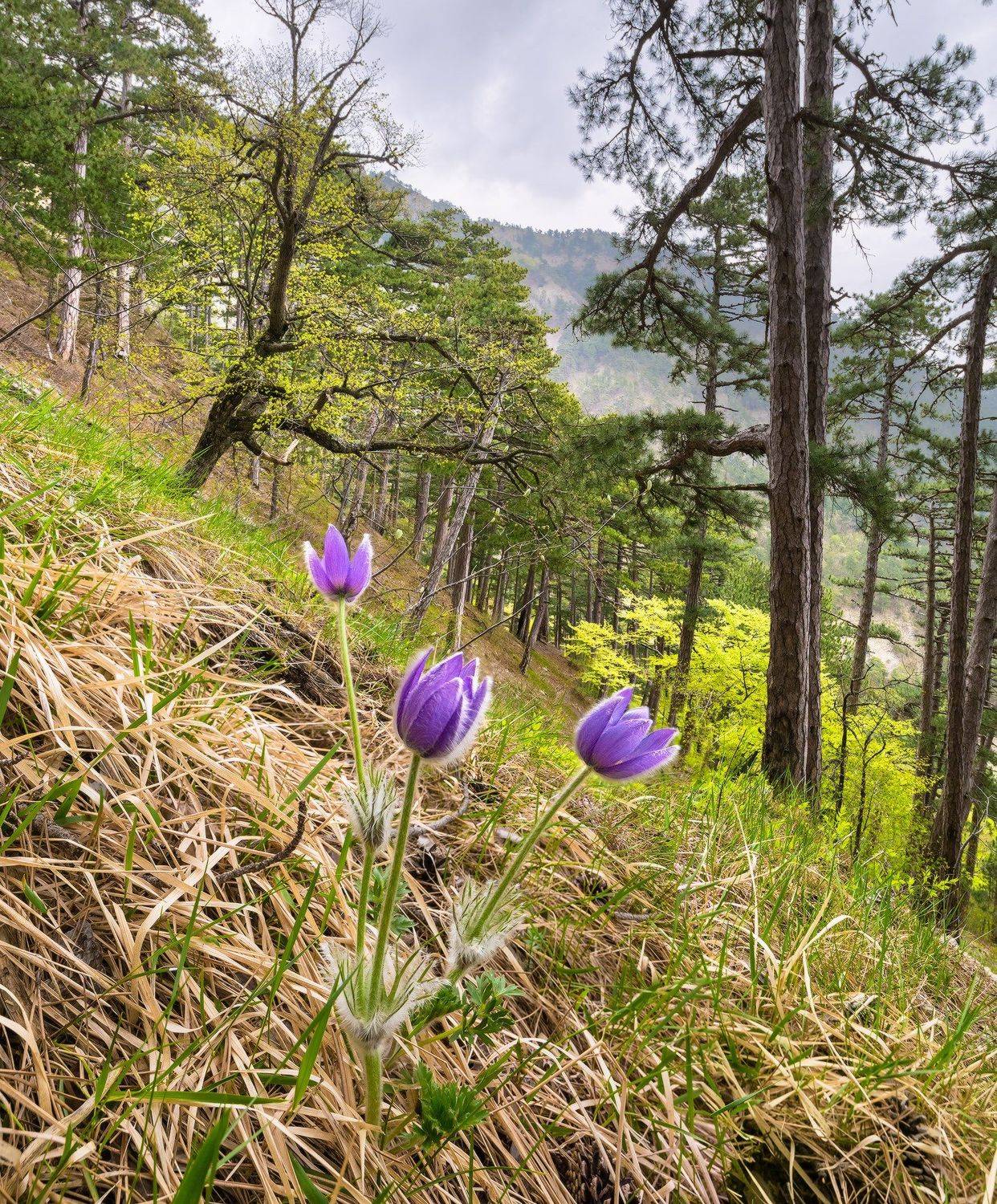 крым ай-петри сон-трава май, Николай Мысливцев
