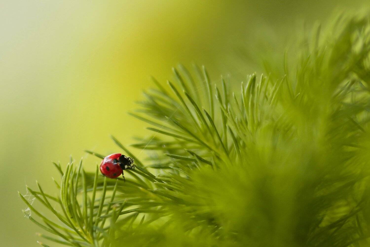 , Эдуард Колобошников