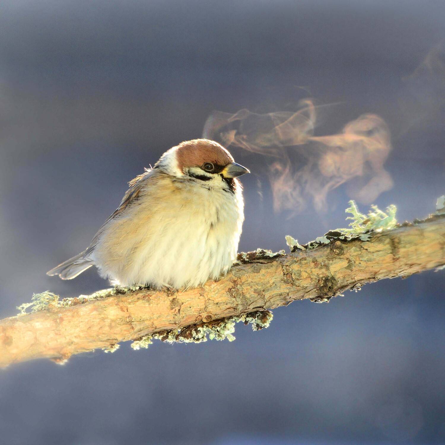 , Михаил Белоусов