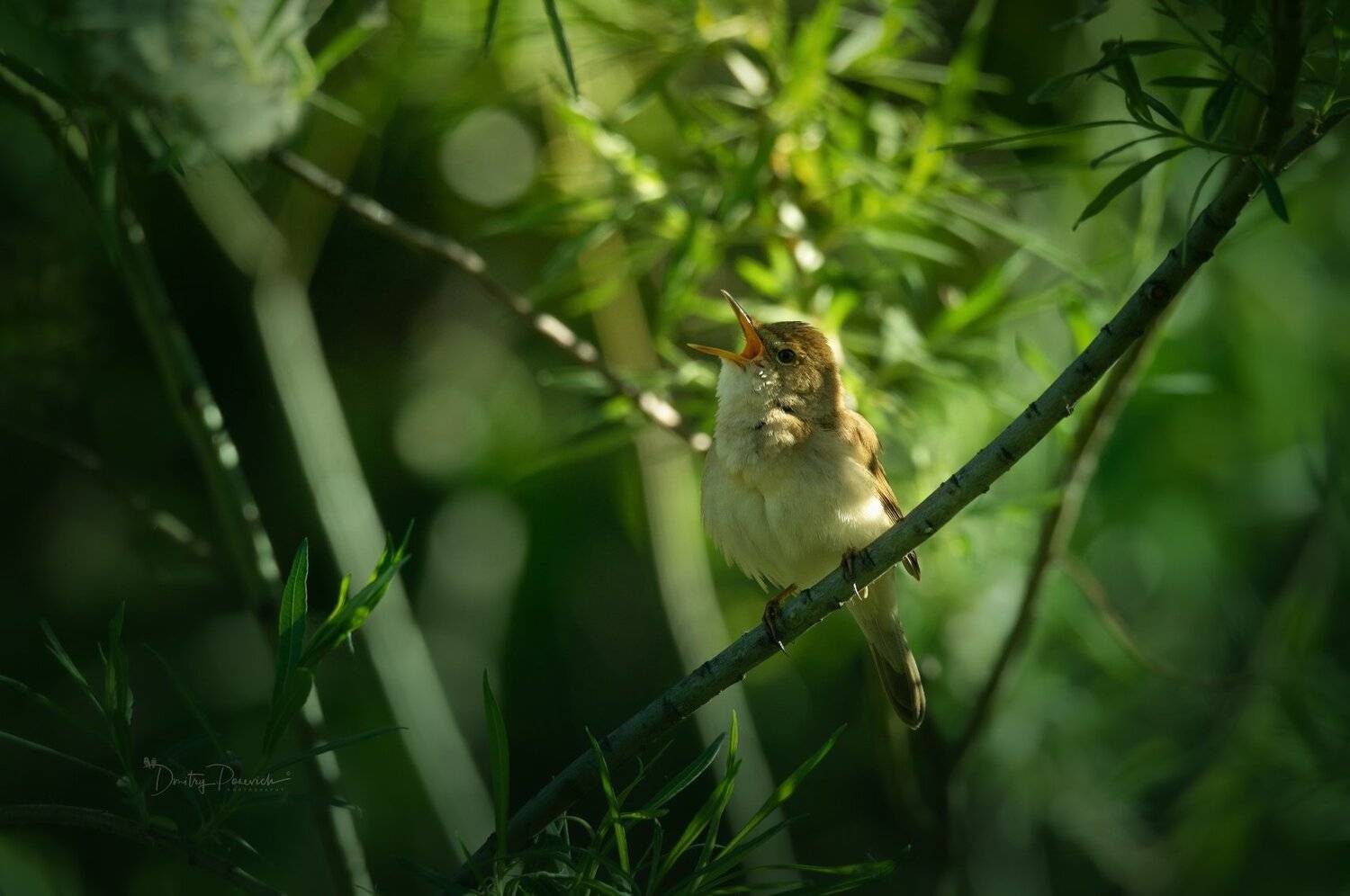 природа, лес, животные, птицы, Дмитрий Посевич