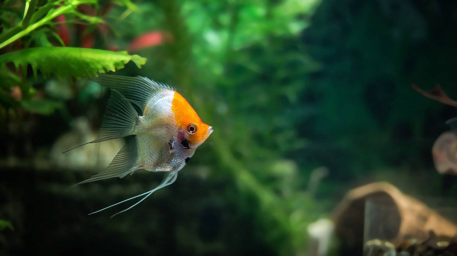 , Вячеслав Владимирович