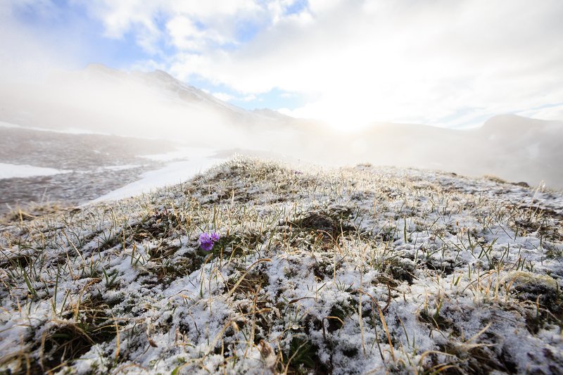 Первоцветы альпийских лугов фото превью