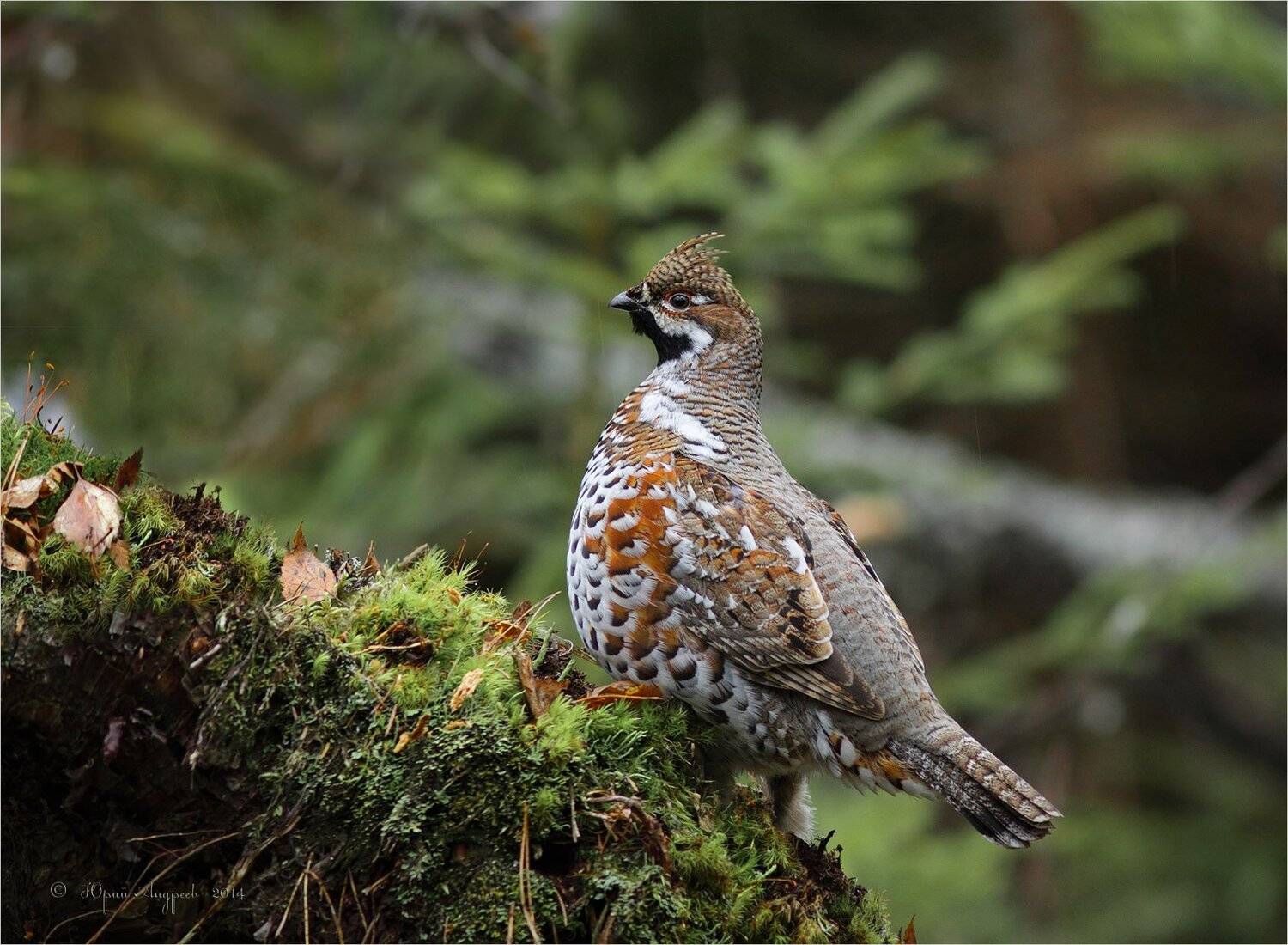 рябчик bonasa bonasia курочка, Юрий Андреев