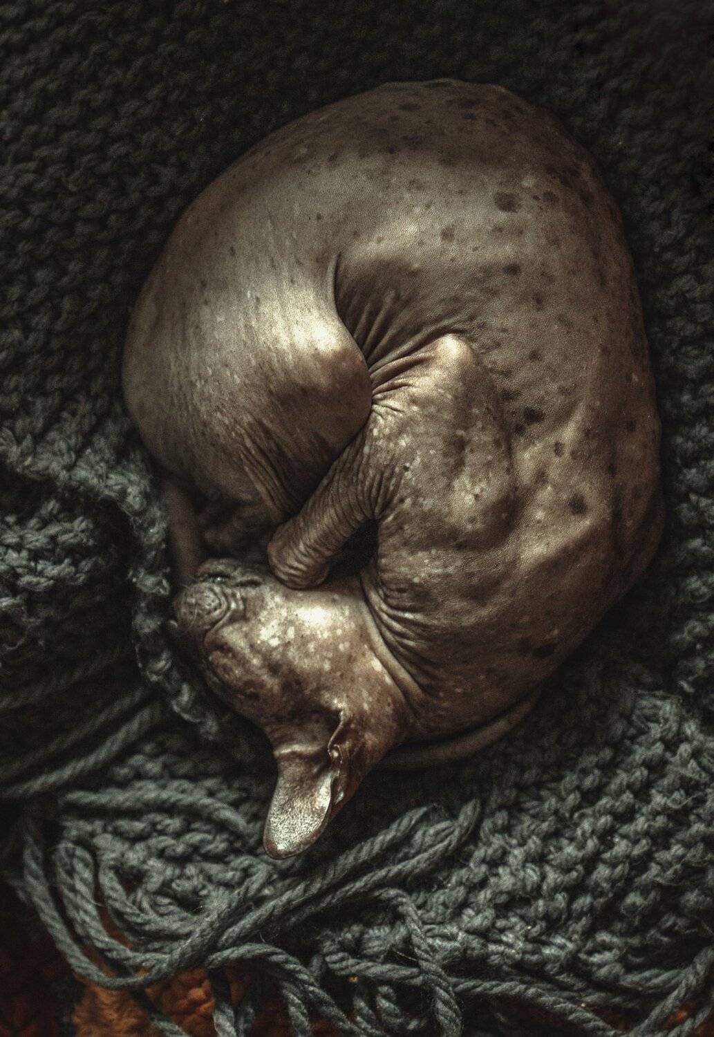 , Йоко Смирнова