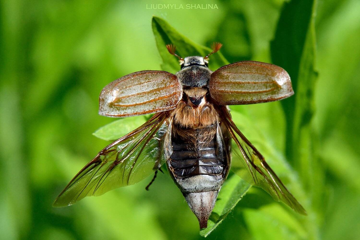 майский жук , весна , зелень , крылья, Людмила Шалина