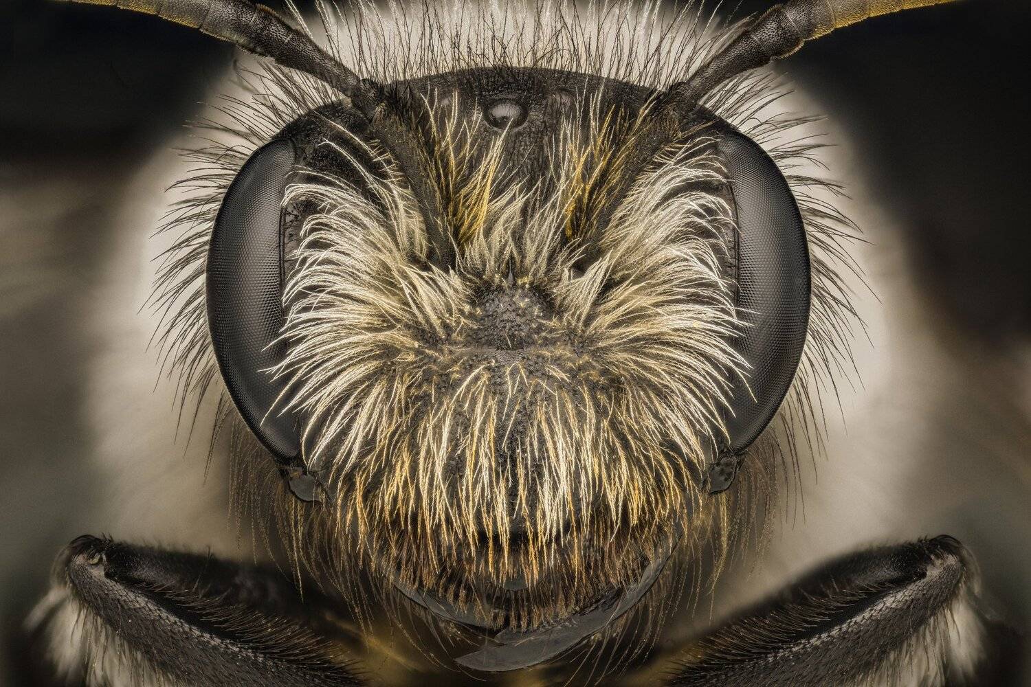 ceclii, macro, extrememacro, nikon d3400, lomo 3.7x, Tsvetan Ganev