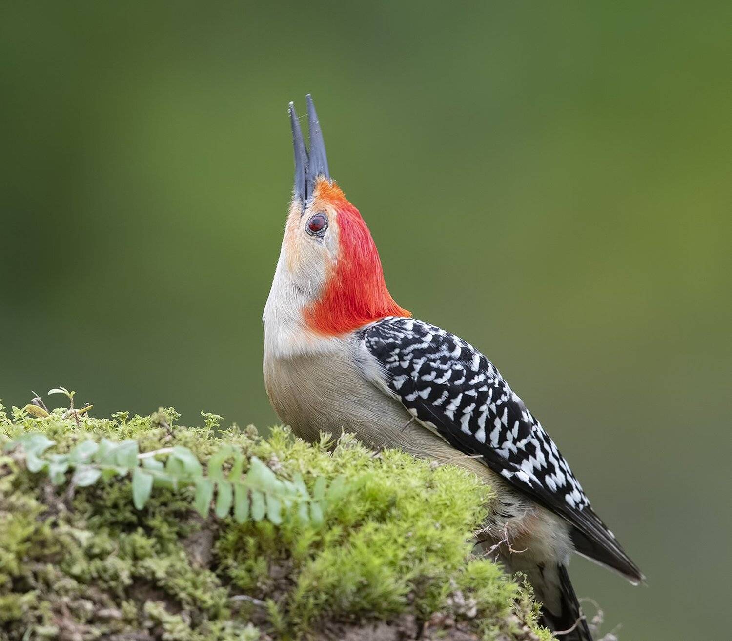 дятел, каролинский меланерпес, red-bellied woodpecker, woodpecker, Elizabeth Etkind