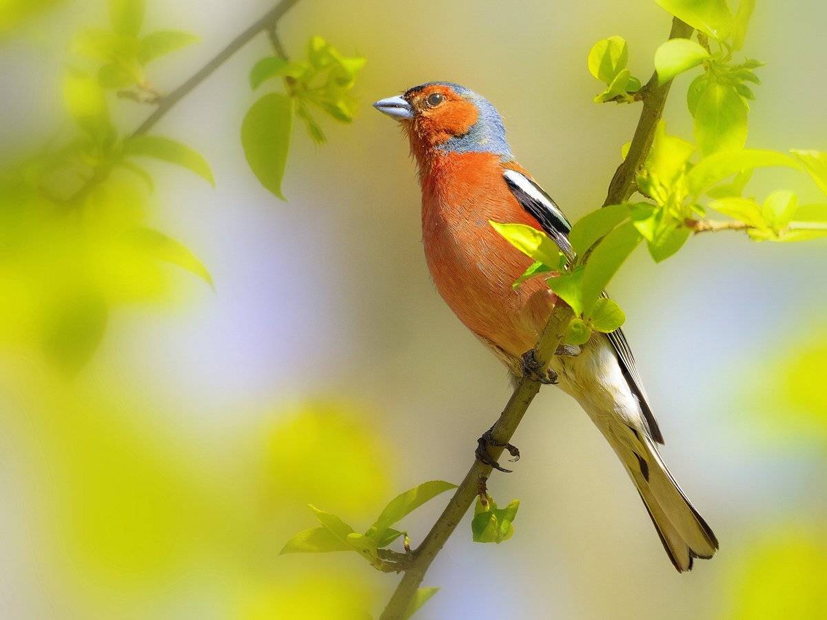 природа, фотоохота, зяблик, птицы, животные,весна,лес, vladilenoff