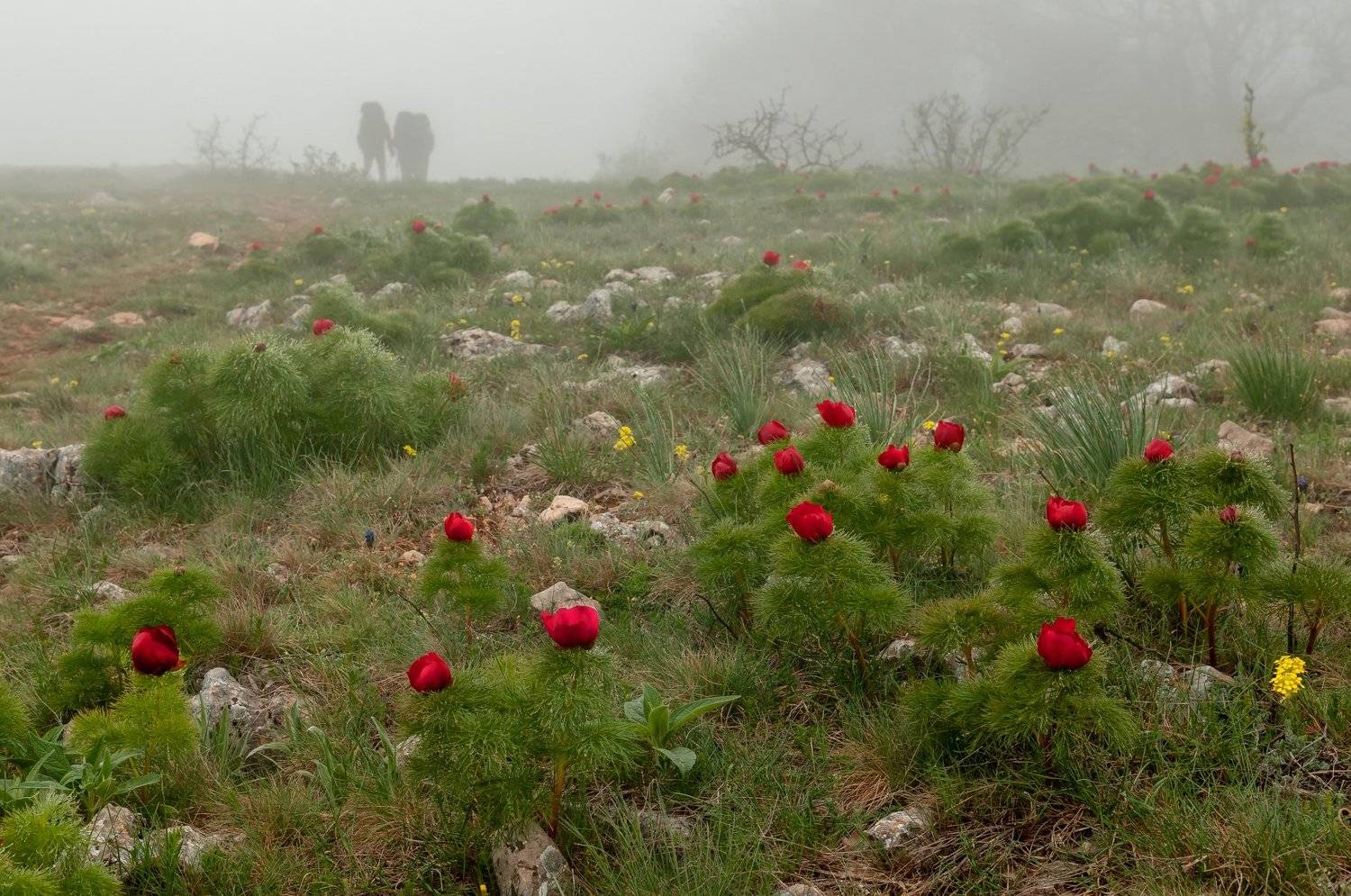 крым весна туман пионы, Yakovlev Artur