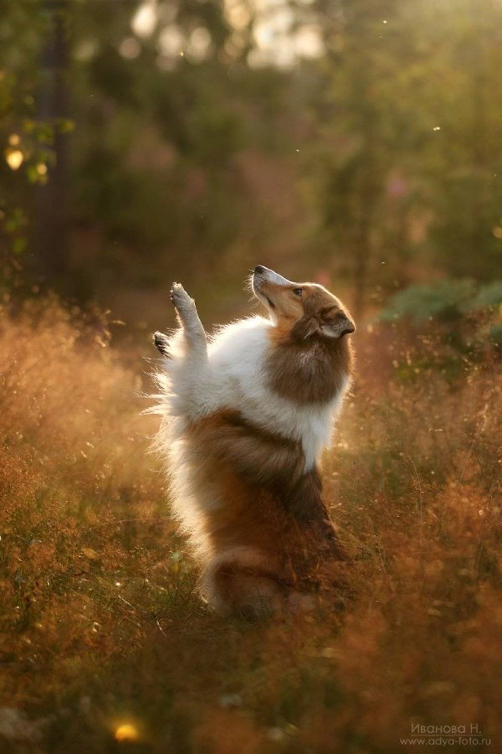 , Надежда Иванова