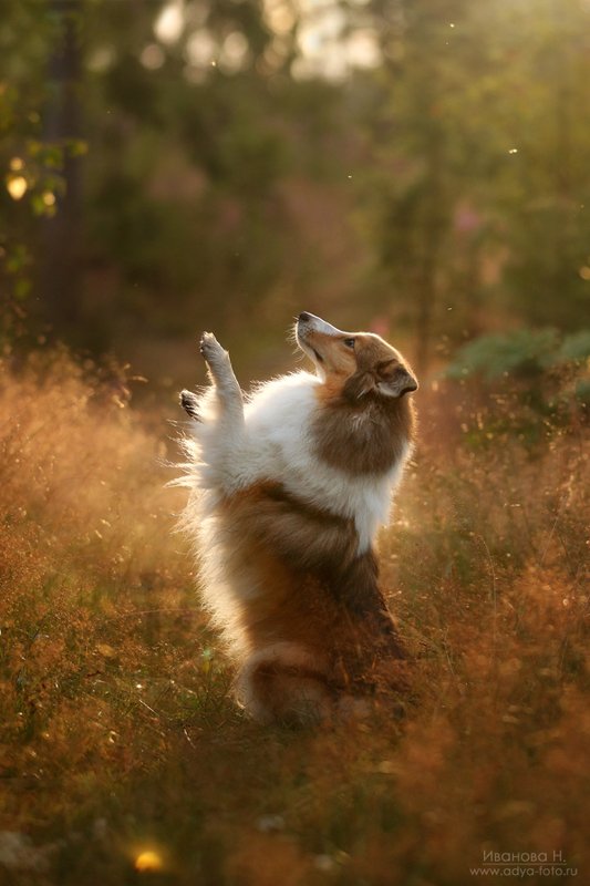 *** фото превью