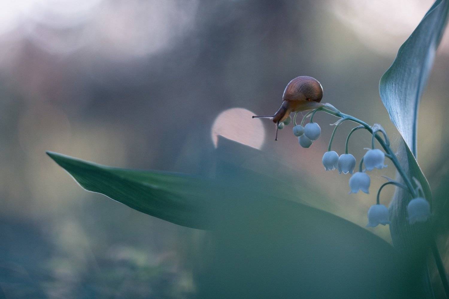 улитка, весна, май, ландыши, лес, цветы, природа, макро, маромир, Людмила Гудина