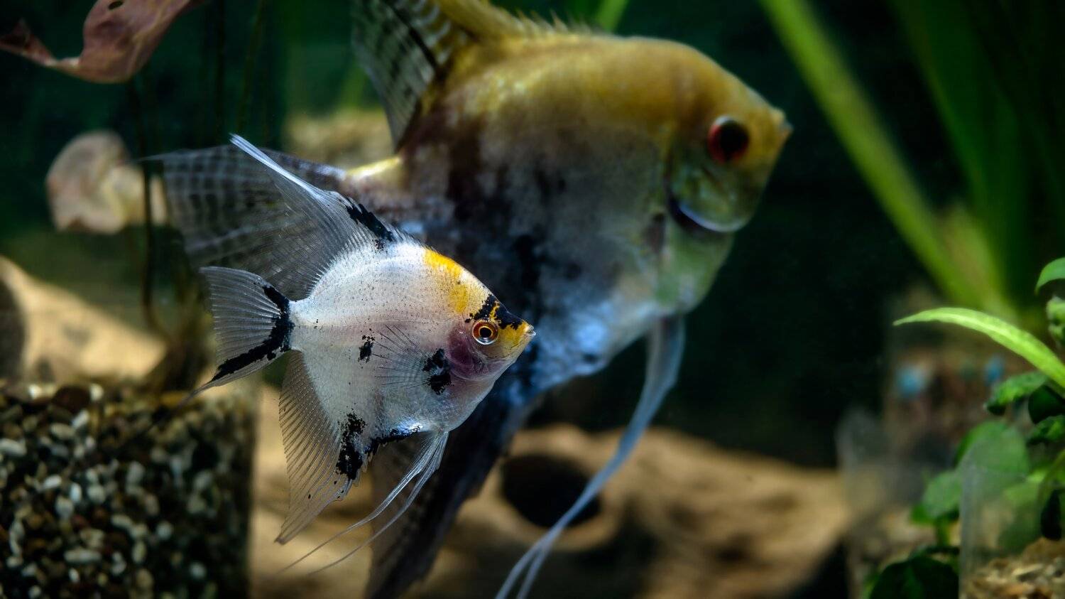 , Вячеслав Владимирович