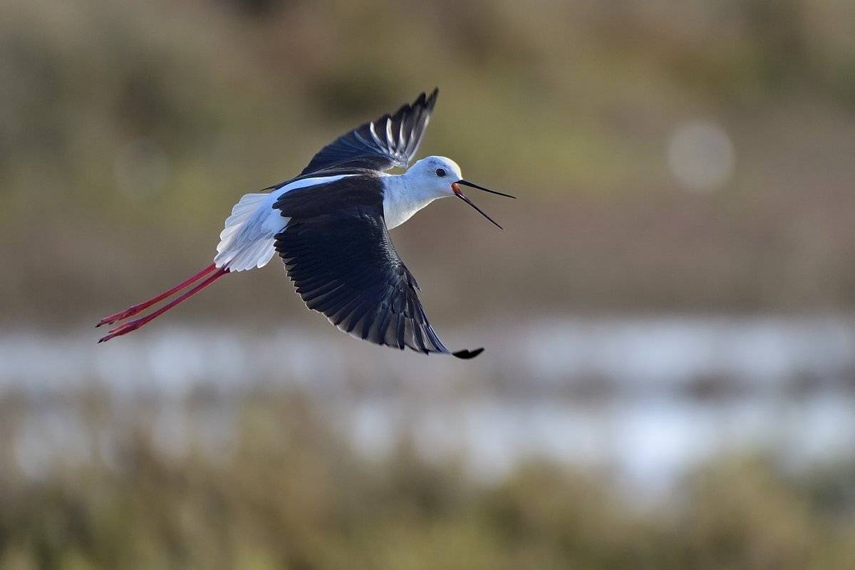 птицы birds, Jaroslav Mego