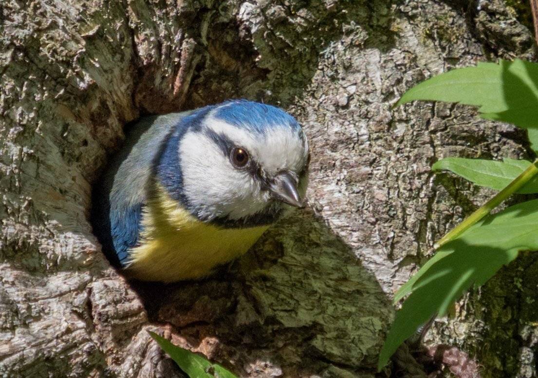 , Курлянцев Алексей