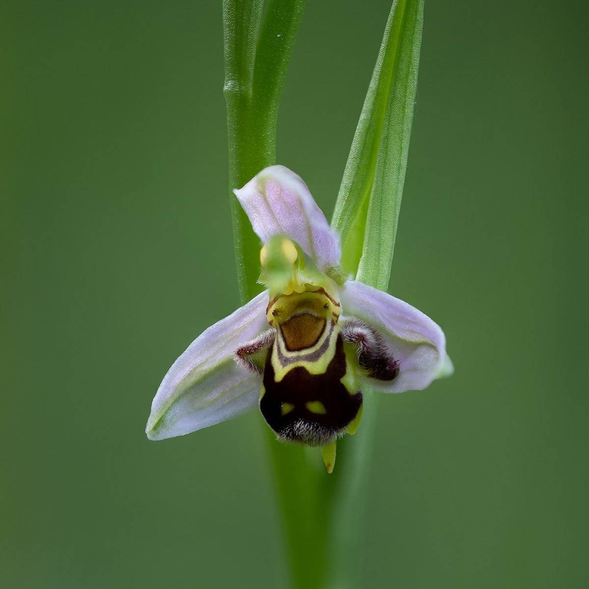 , Александр Земляной