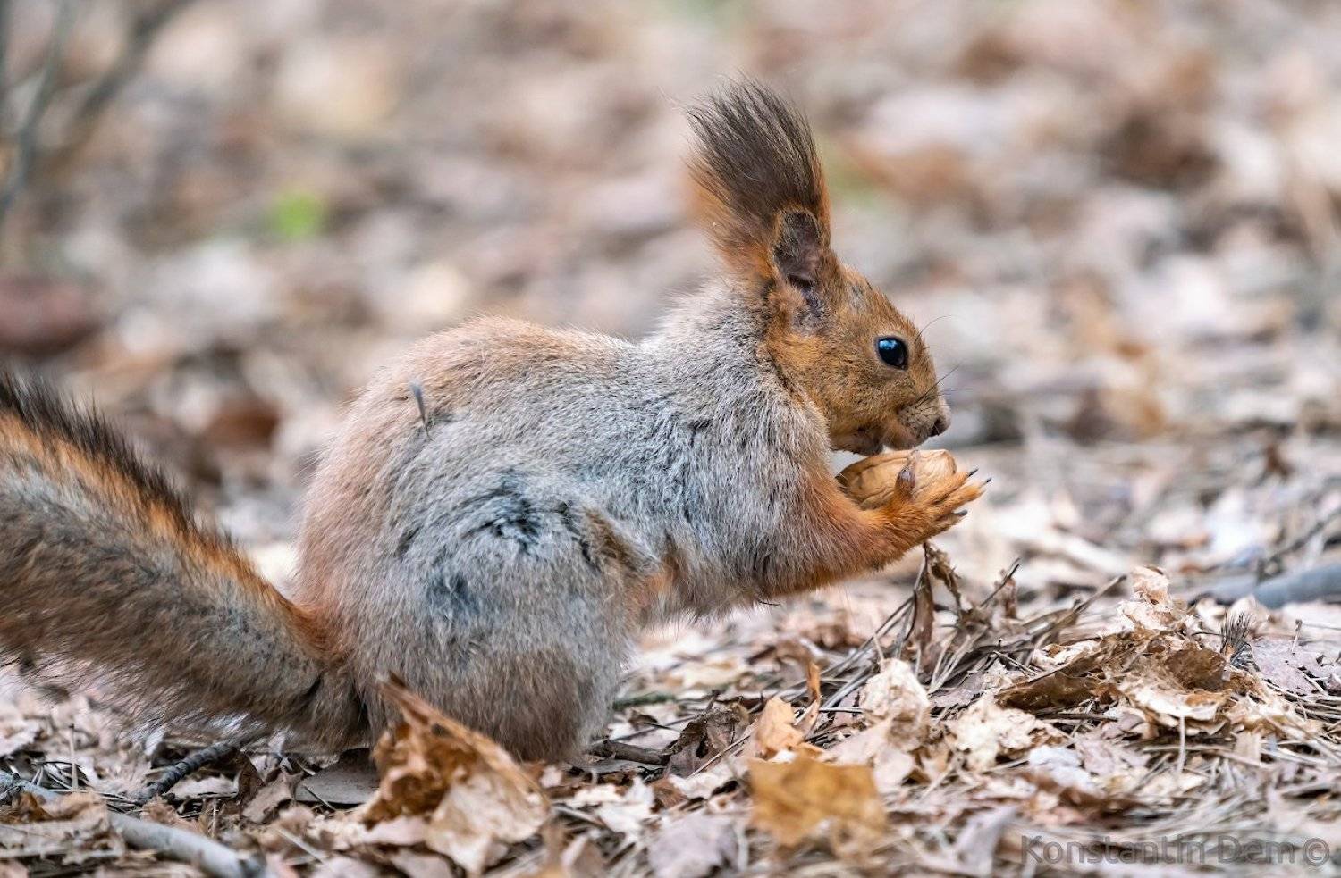, Константин Дэм