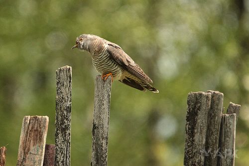 Кукушка выискивает в траве гусениц.