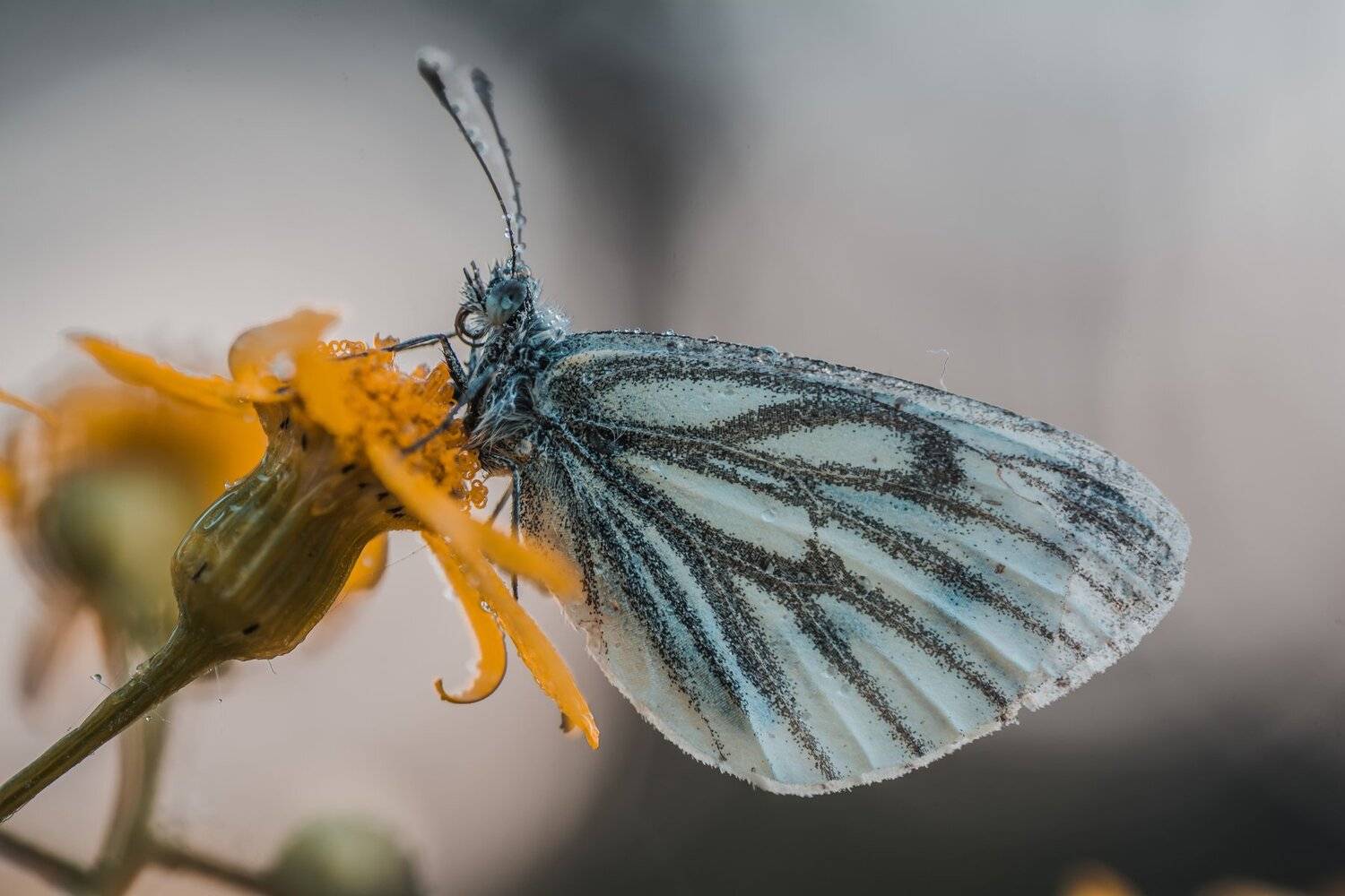 , Роман Зайцев