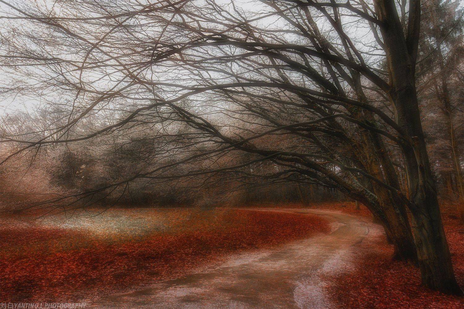 landscape, travel, nature, tree, forest, art, mood, road, netherlands, Liu Yanting