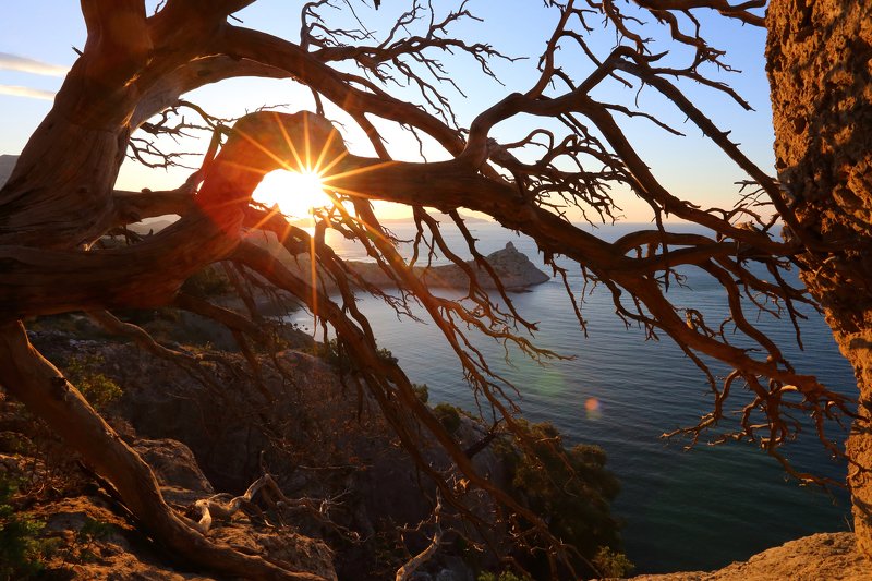 крым, новый свет, можжевельник, капчик, рассвет, восход, дерево, лучи through the branches фото превью