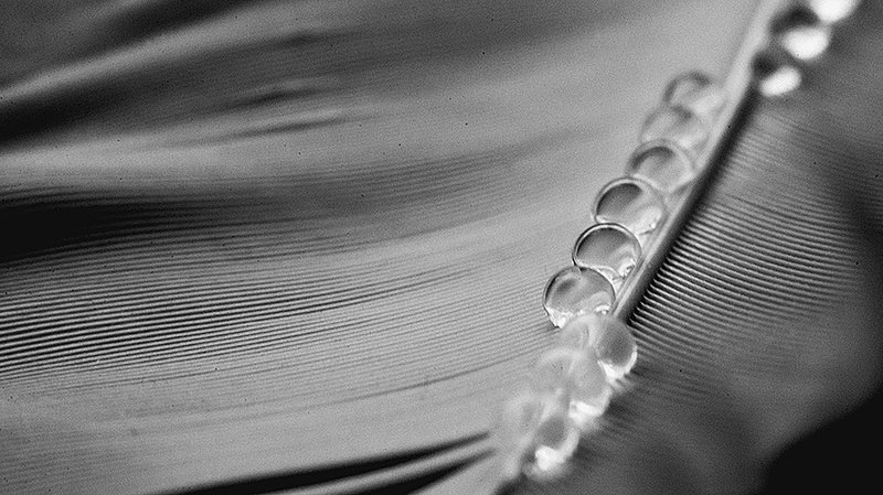 Гусиный ритм фото превью