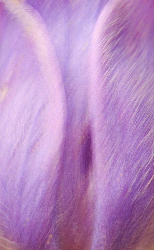 сон-трава, растение, абстракция Воображение фото превью