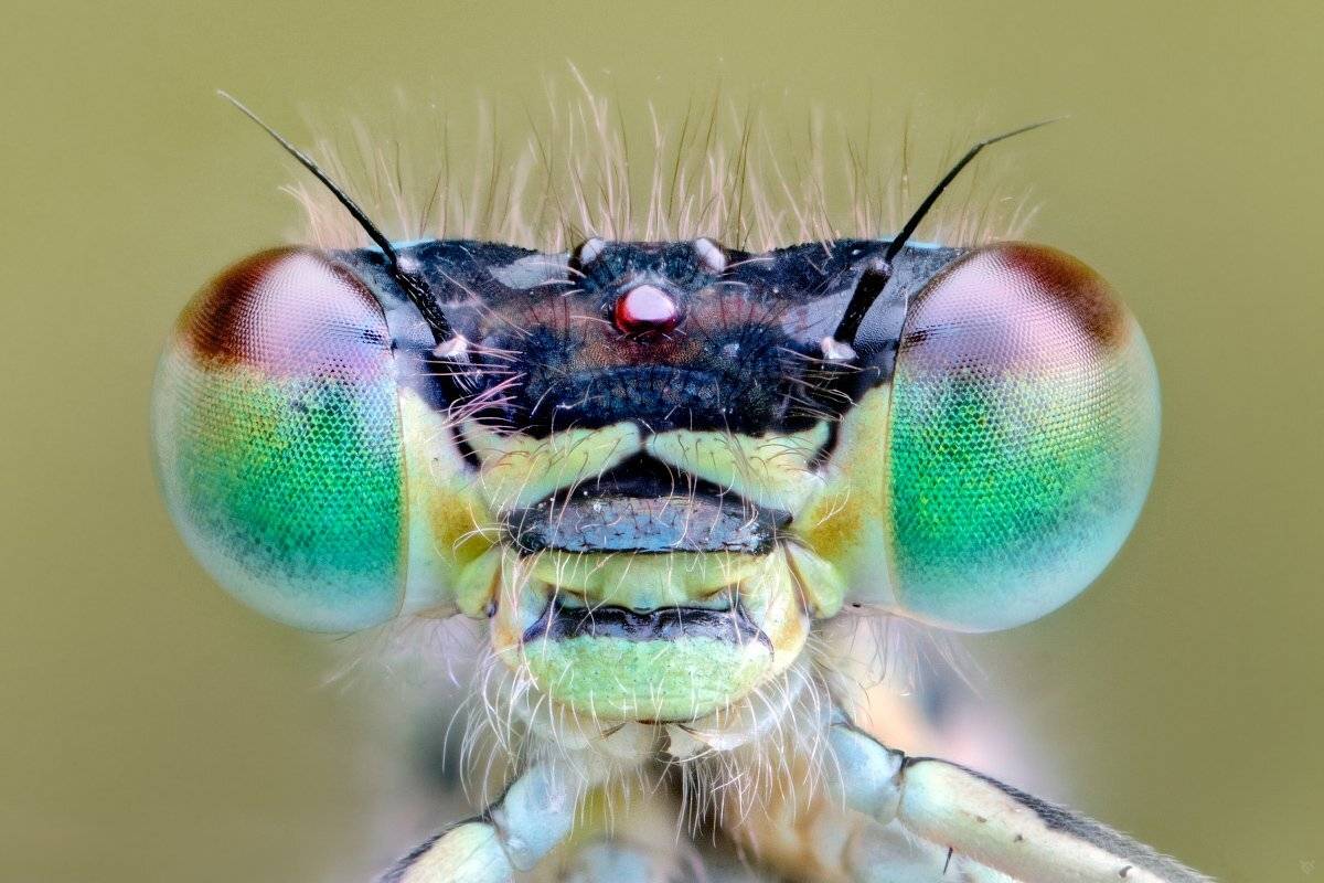 Ischnura elegans, bug, insect, macro, 5:1, Wojciech Grzanka