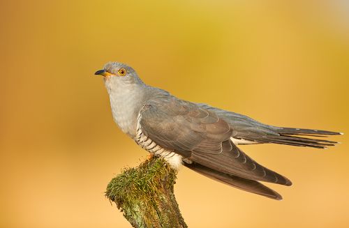 Cuckoo