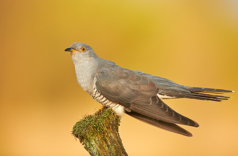 birds, wildlife, animals, cuckoo, bird, animal, Cuckoo фото превью