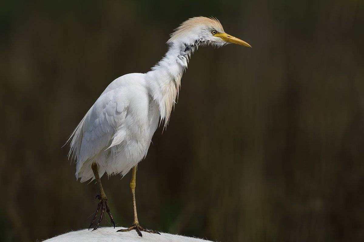 птицы birds, Jaroslav Mego