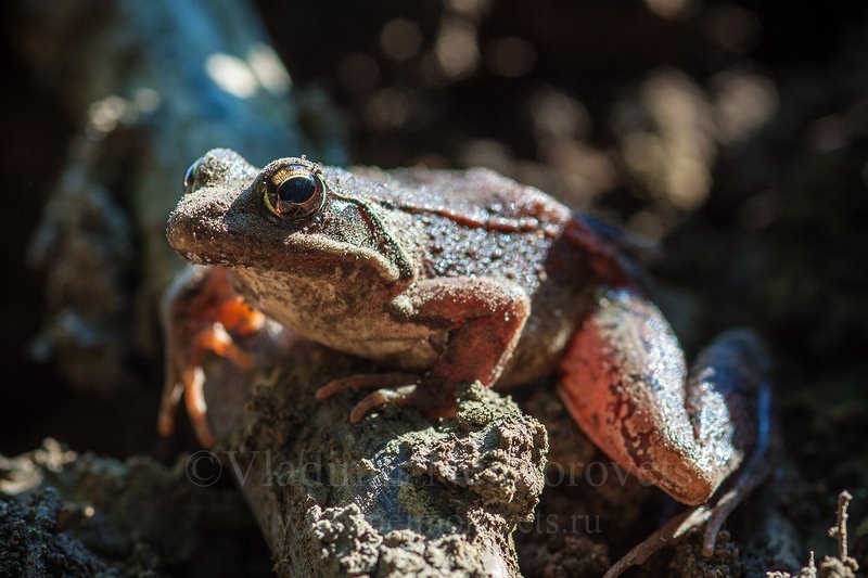 amphibia, krasnodar territory northwestern caucasus rana macrocnemis caucasus frog, brusa frog, frog long-legged wood frog Малоазиатская лягушка (Rana macrocnemis) фото превью