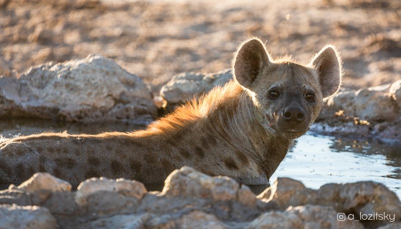 *** фото превью