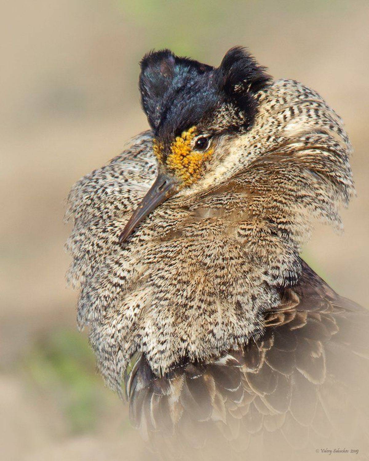 , Валерий Субачев