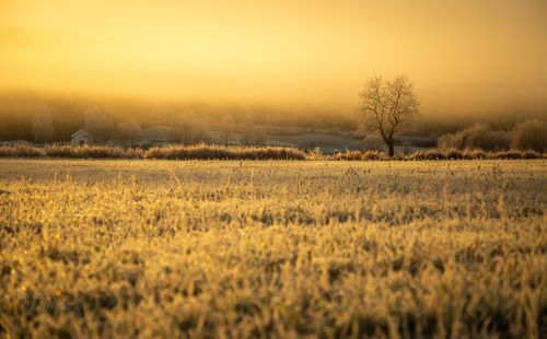 Lonely tree in the frosty field