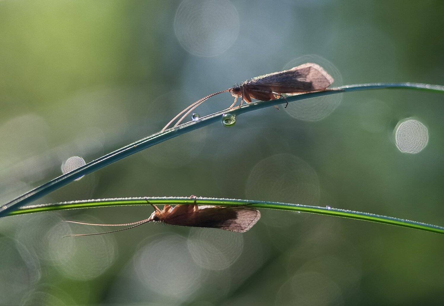 , Баранов Олег