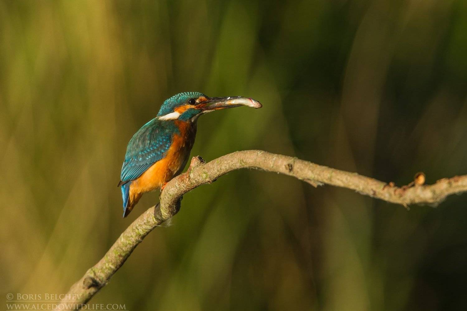 , Борис Белчев