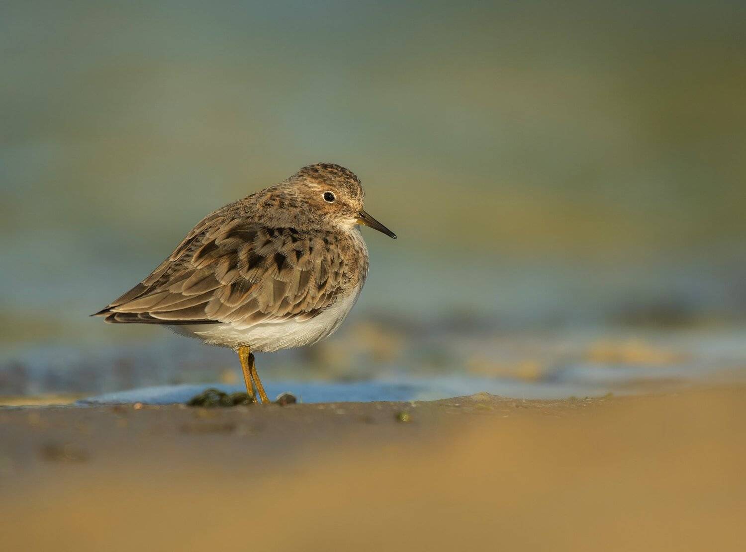 птицы,природа,весна, Андрей Киселёв