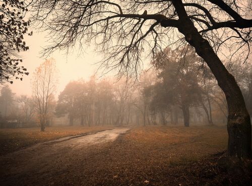 Foggy
