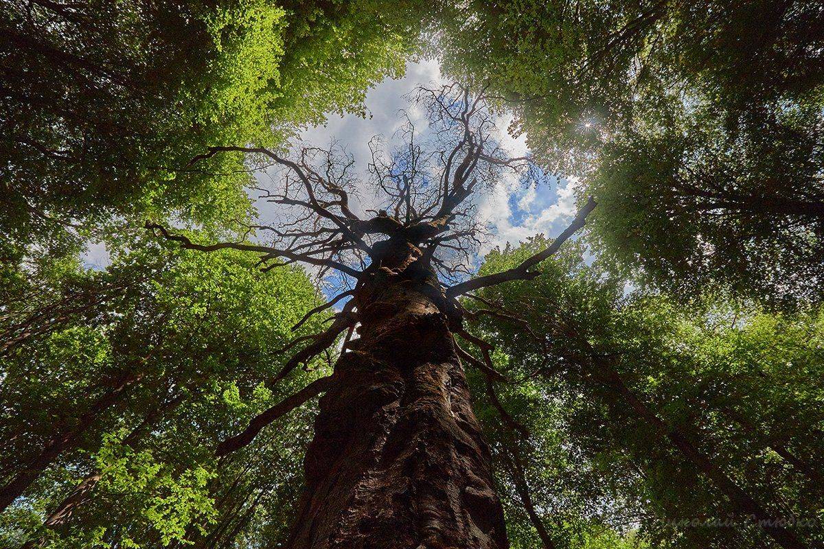 лес дерево, Николай Стюбко
